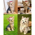 مجسمه سگ یورکشایر تریر نشسته